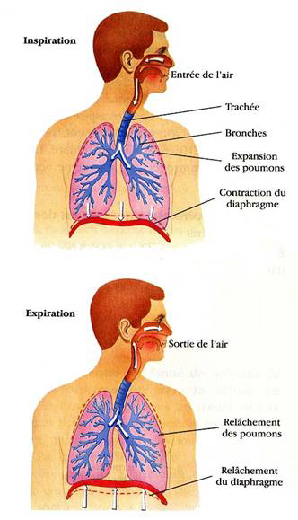 Dessin de l'appareil respiratoire humain