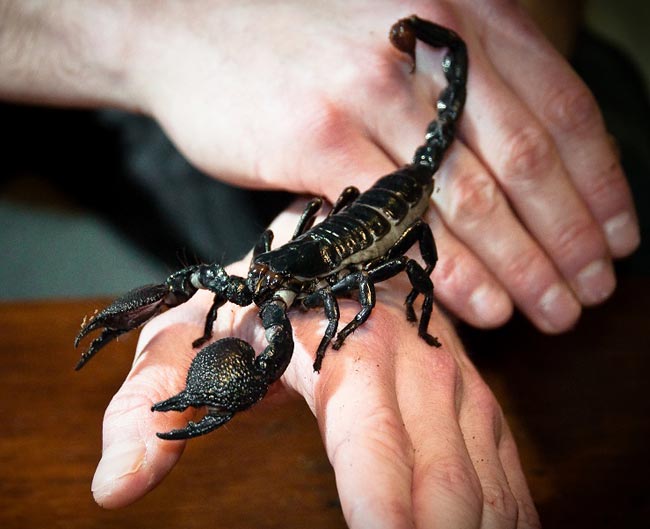 Photo d'un scorpion